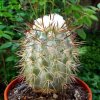Copiapoa_ marginata_ 01